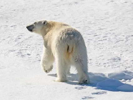 Polar Bear Guardian Deep Sleep Meditation