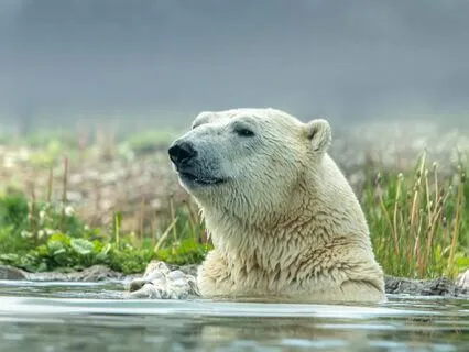 Polar Bear: Silent Strength & Inner Warmth