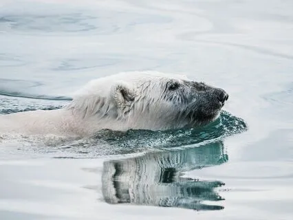 Polar Bear Spirit: A Symbol Of Strength, Resilience & Wisdom