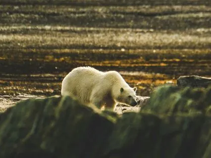 Polar Bear Spirit: Strength, Warmth & Sacred Guidance