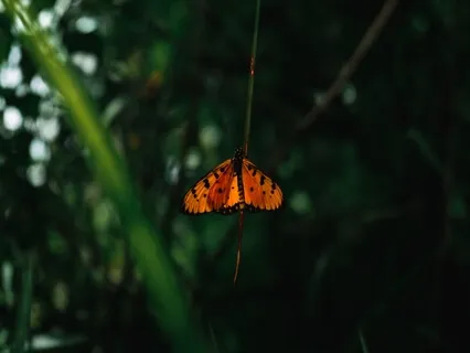 Finding Compassion In Political Divisiveness