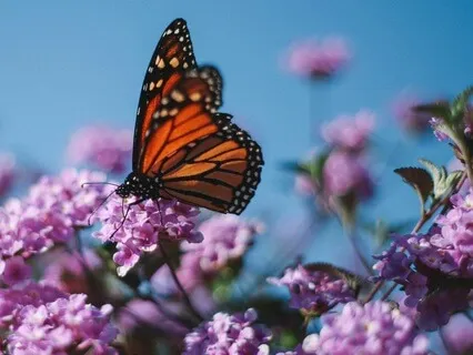 Pollinator Song: Celebrating The Sweetness Of Life