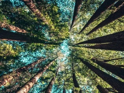 Pond By The Forest Path