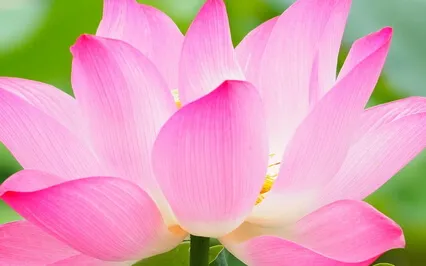 Pond Soundscape Stream Fireflies Lotus Ambiance