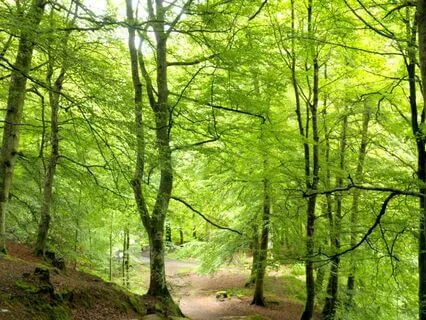 Pooh And The Blustery Day: A Winnie-The-Pooh Bedtime Story