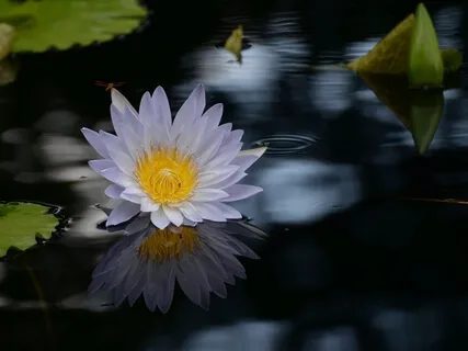 Pool Of Your Birthright