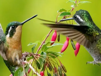 Poppy Meets The Hummingbirds | Children's Meditation & Story