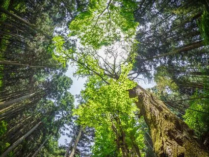 Portal To Wellness Meditation