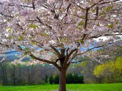 Positive Affirmation 