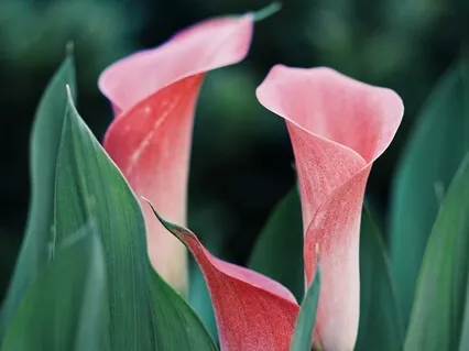 Body Scan With Positive Affirmations