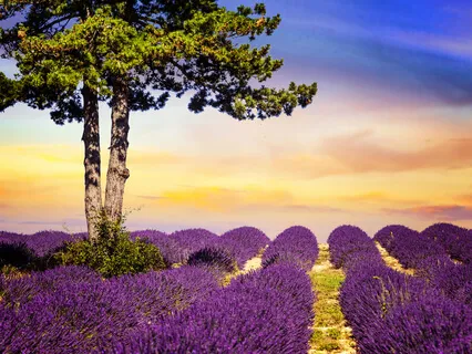 Positive Affirmations And Loving-Kindness 