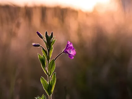 Positive Affirmations For The Self