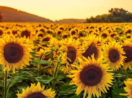 Positive Affirmations Meditation