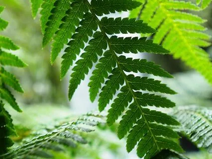 Positive Energy Boost