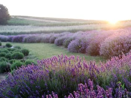 Positive Energy For The Day | Morning Meditation