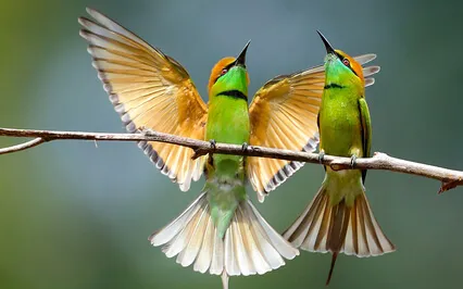 Positive Meditation Drone