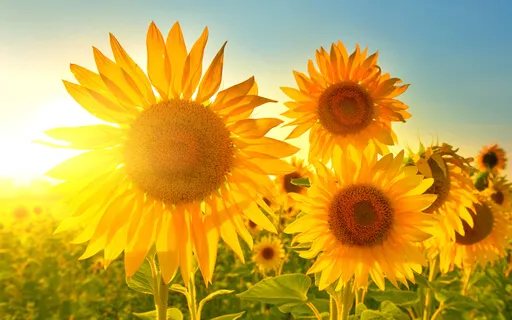 Positive Thoughts For The Day