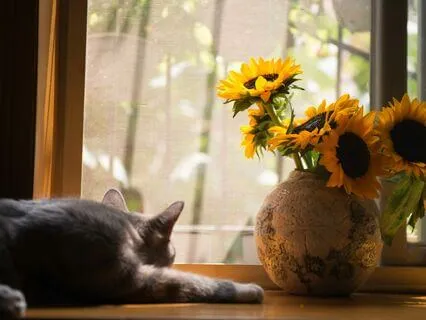 Positive Vibes & Nostalgic Feelings | Lofi Jazz Piano Beats