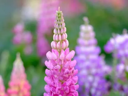 Postpartum Affirmations: Calm & Empower