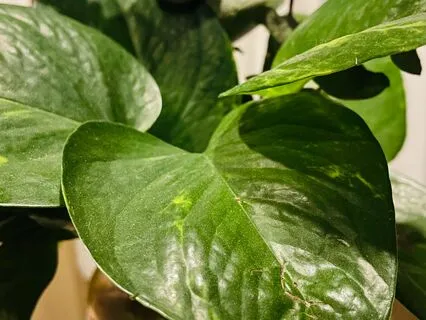 Pothos Plant Music On A Rainy Evening