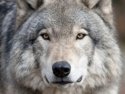 Power Animal Shamanic Journey