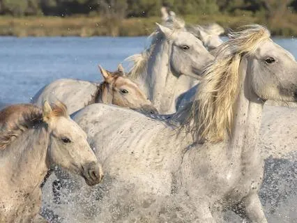 Power Healing With The Unicorns