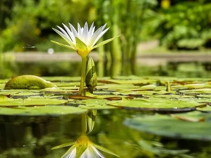 Power Invocation Prayer - Activate Your Light, Heal Your Body & Open Your Soul Codex 