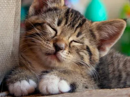 Power Nap Rejuvenation Meditation | 30-Mins