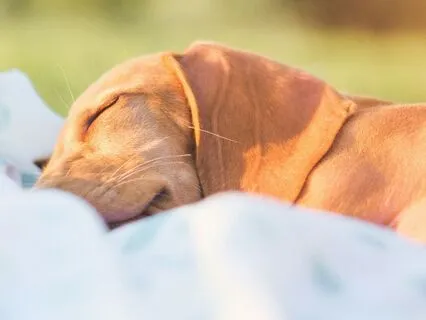 Power Nap - Resting Into Stillness