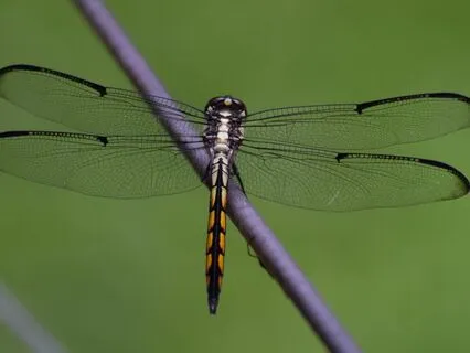 Power Nap So Magical