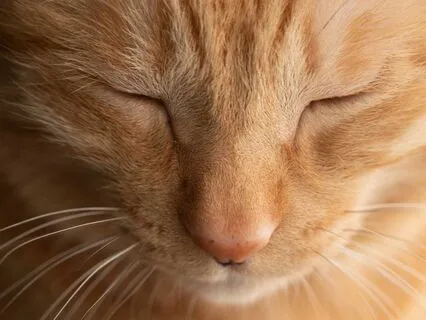 Power Naps With June B - 20 Minute Cat Nap