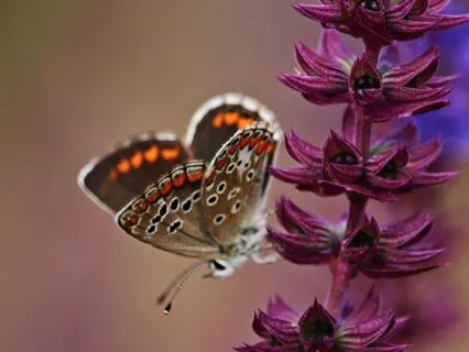 Power Of Beliefs: How We Suffer By Believing Who We Are Not