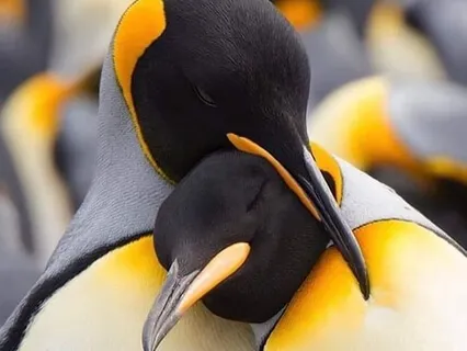 Power Of Inclusion And Authenticity