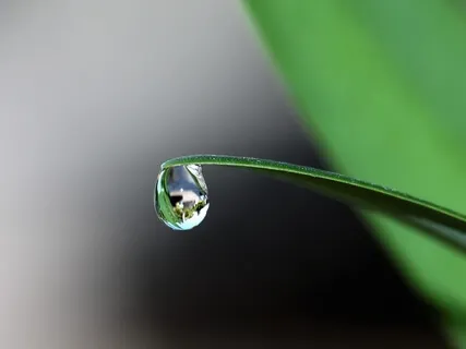 Power Of Purity (Bulgarian) 