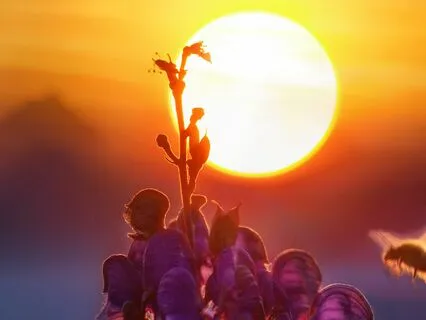 Morning Sun Meditation - Start Your Day Relaxed & Empowered