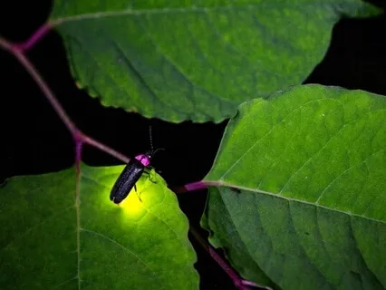 Power Rainbow Body & Power Animal Sleep