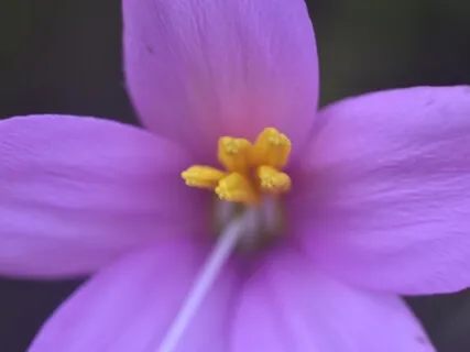 Power Up Your Alignment: Meditation For Love & Higher Energy