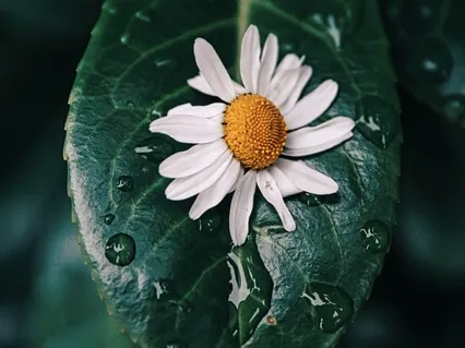 Powerful Heart Sutra For Instant Relief And Inner Peace