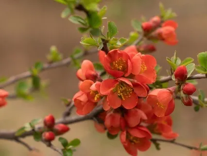 Powerful I AM Affirmations For Healing And Transformation