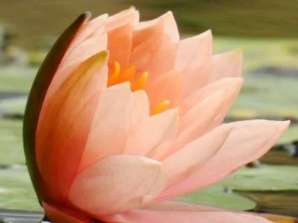 Energy Cleansing Music