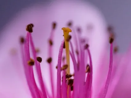 Powerful Passover Reawakening Meditation