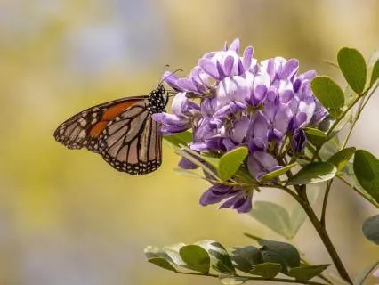 Powerful Presence: Grounding & Centering Affirmations