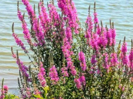 Powerful Presence Meditation ( A Practice Of Being)