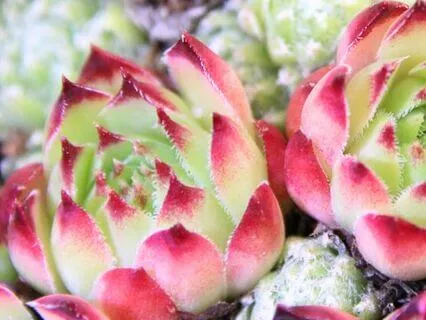 Powerful Root Chakra Activation