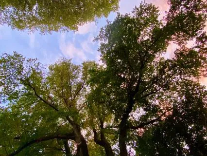 Powerful Vocal Harmonies For Release And Freedom