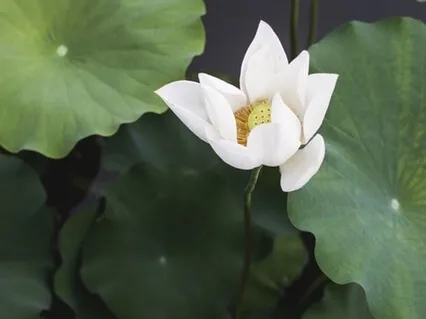 Powerful Zen Awakening & Intuition