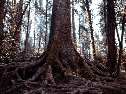 Powerful Root Chakra Meditation For Grounding Energy Inner Power & Self Confidence