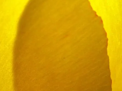 Practice 01 - Posture: Establishing The Embodied Seat