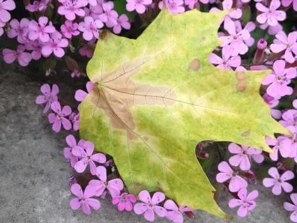 Practice 04 - Short Body Scan