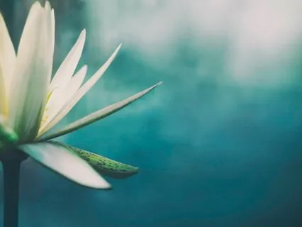 Following The Breath